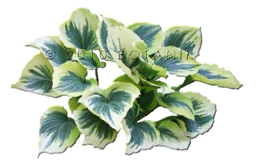 Hosta 1